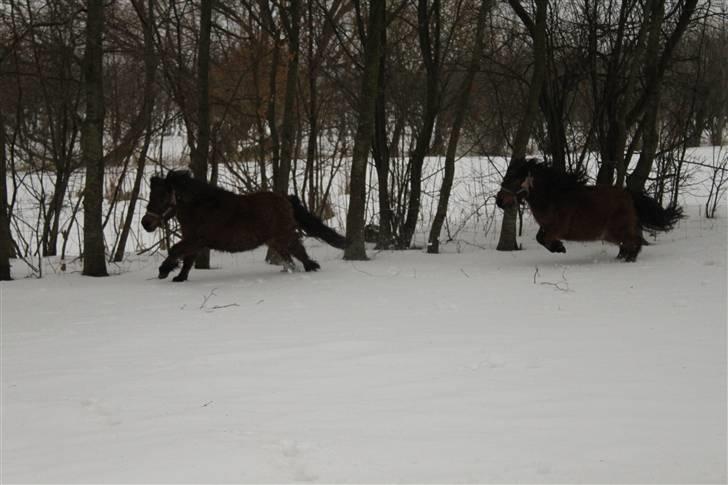 Anden særlig race lucky von lynegaard - mor og datter leger billede 16