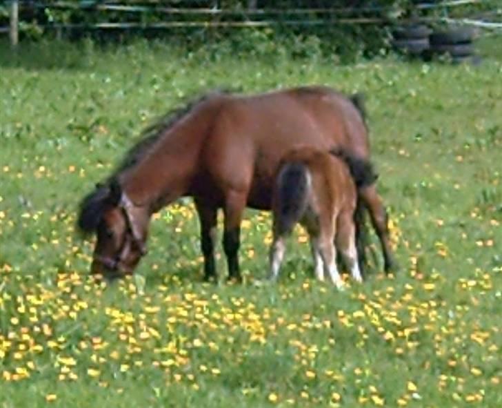 Anden særlig race lucky von lynegaard billede 17