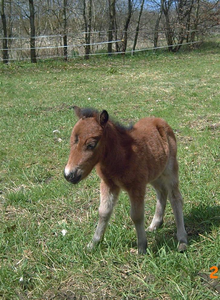 Anden særlig race lucky von lynegaard billede 18