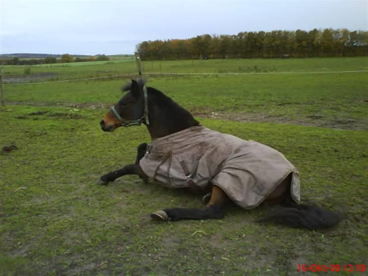 Anden særlig race Walther <3 billede 2