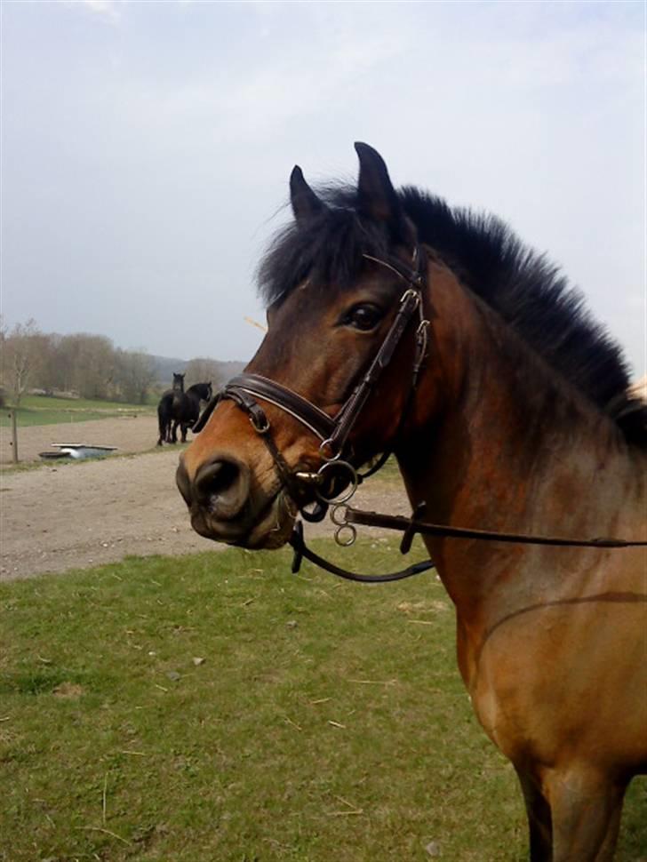 Anden særlig race Walther <3 billede 3