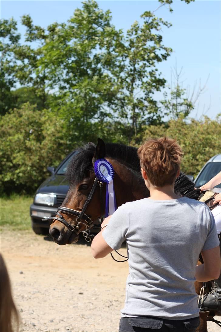 Anden særlig race Walther <3 billede 5