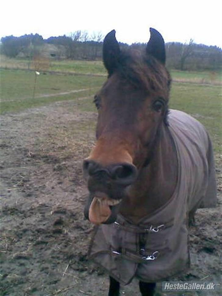 Anden særlig race Walther <3 billede 7
