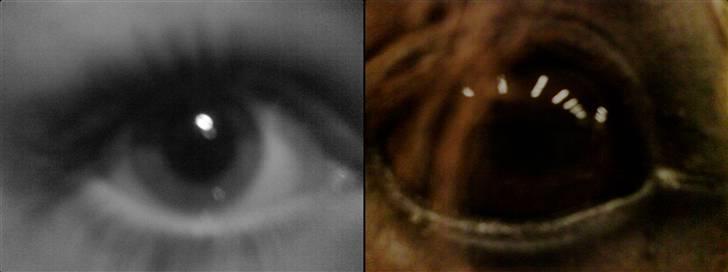 Anden særlig race Malibu billede 20