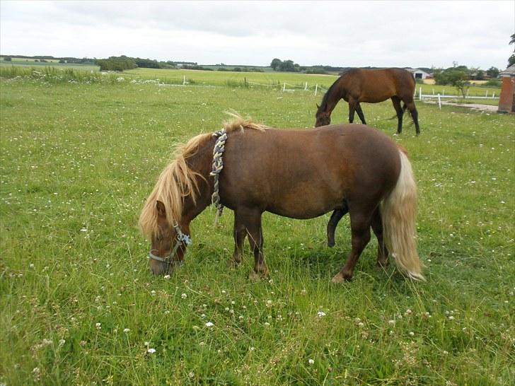 Shetlænder boris R.I.P :'( - er der tvivl om han køn? xD billede 16