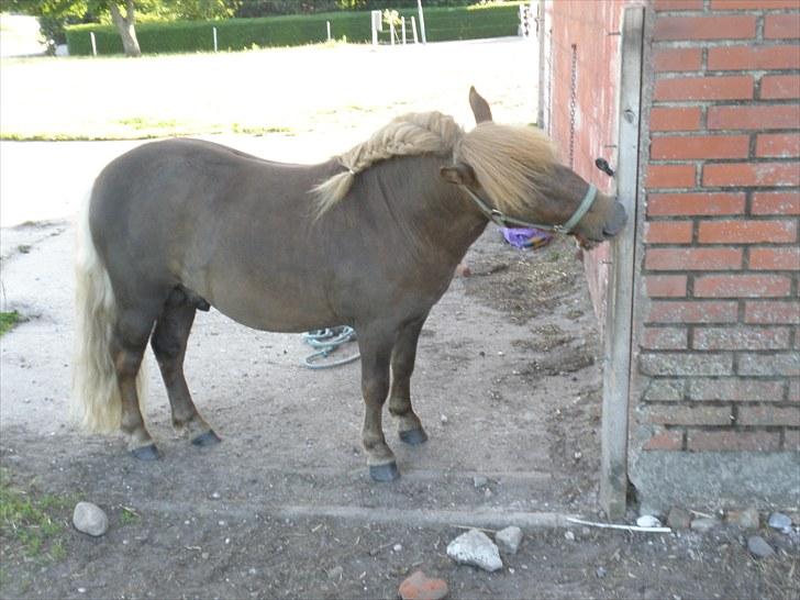 Shetlænder boris R.I.P :'( billede 17