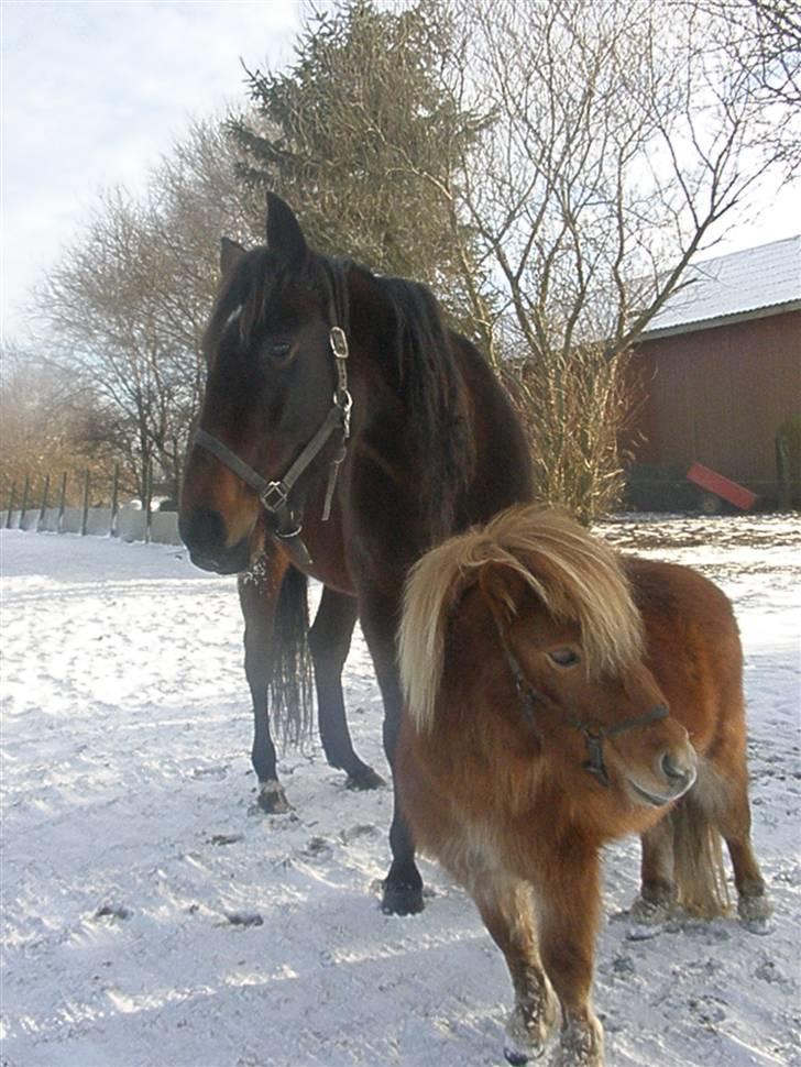 Shetlænder boris R.I.P :'( - boris og hans fold kammarat<33 billede 18