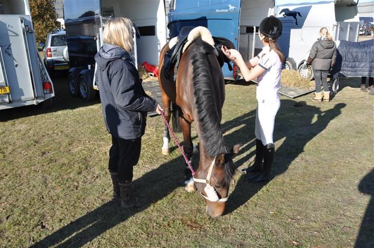 Hollandsk Sportspony Brown Pearl, SOLGT:( billede 9