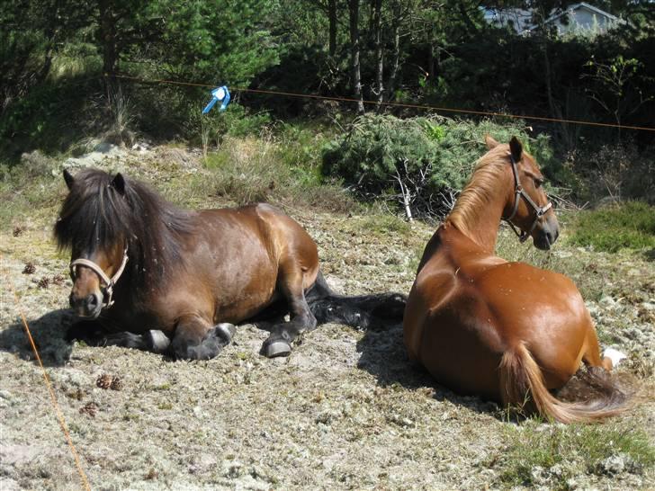 Islænder Jarpur fra skovvej  SOLGT billede 13