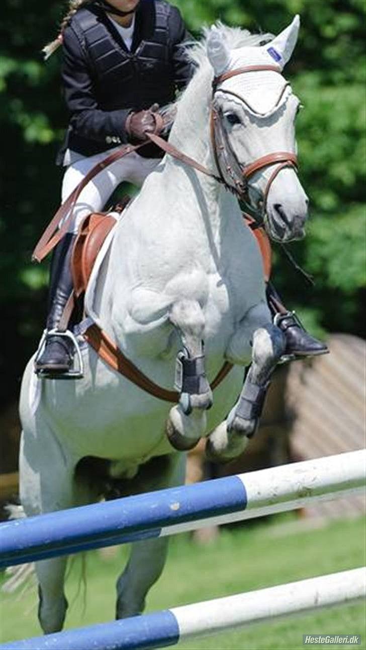 New Forest Moonlight - Kristine & Moonlight - Stævne i parken. billede 5