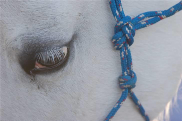 Lipizzaner Tasya - 14 # Øjen billed, når jeg ser dig i øjnene blir jeg helt væk, du borfære mig til paradisset. Foto: Catarina billede 13