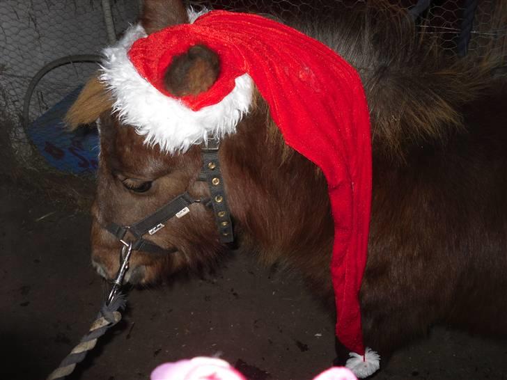 Shetlænder Stjerne<´3  - Stjerne i julehumør! :´) Foto: Mig billede 18