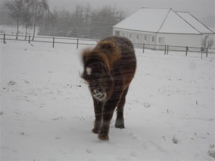 Shetlænder Stjerne<´3  - Stjerne i sin bedste tilstand! Haha Foto: Mig billede 19