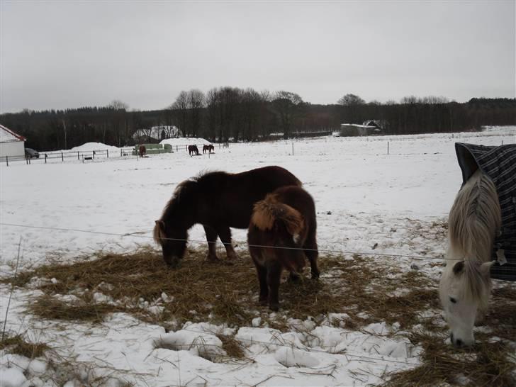 Shetlænder Stjerne<´3  - Min lille trio :D Foto: Mig billede 20