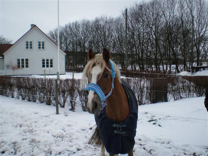 Anden særlig race Salvador - Vi hygger lidt billede 2