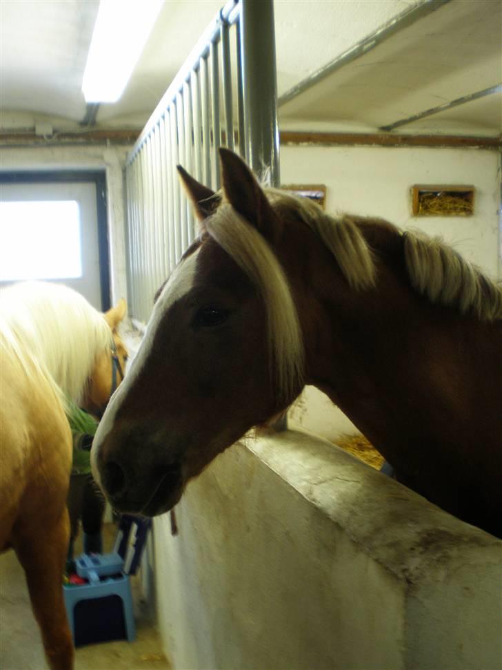 Anden særlig race Salvador - Den smukke Salva billede 4