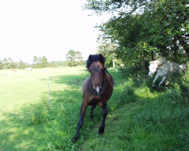 Shagya Araber (SH) Kiss Me Takhises (R.I.P) - Kiss me takhises i galop billede 2