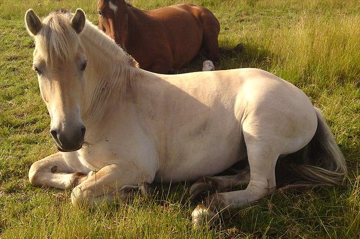 Fjordhest Valdemar (simba) billede 14