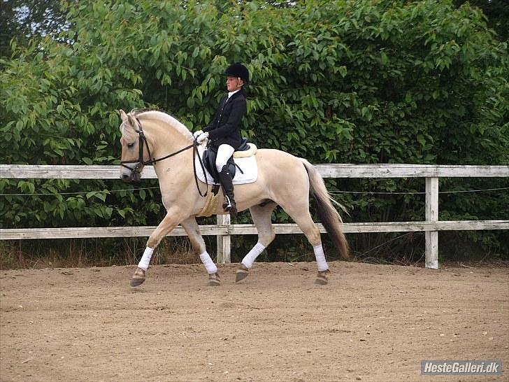 Fjordhest Valdemar (simba) billede 18