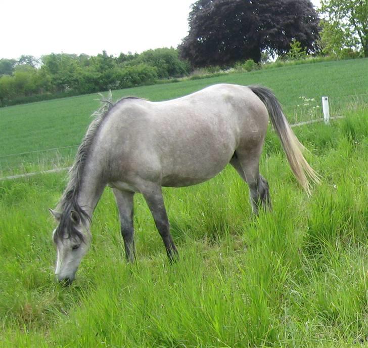 Shagya Araber (SH) DD Aisha Rose (SOLGT) - DD Aisha Rose billede 1