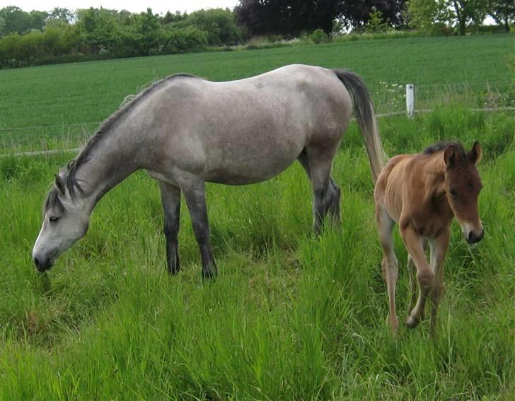 Shagya Araber (SH) DD Aisha Rose (SOLGT) - DD Aisha Rose med sit første føl billede 2