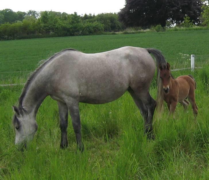 Shagya Araber (SH) DD Aisha Rose (SOLGT) - DD Aisha Rose græsser billede 3