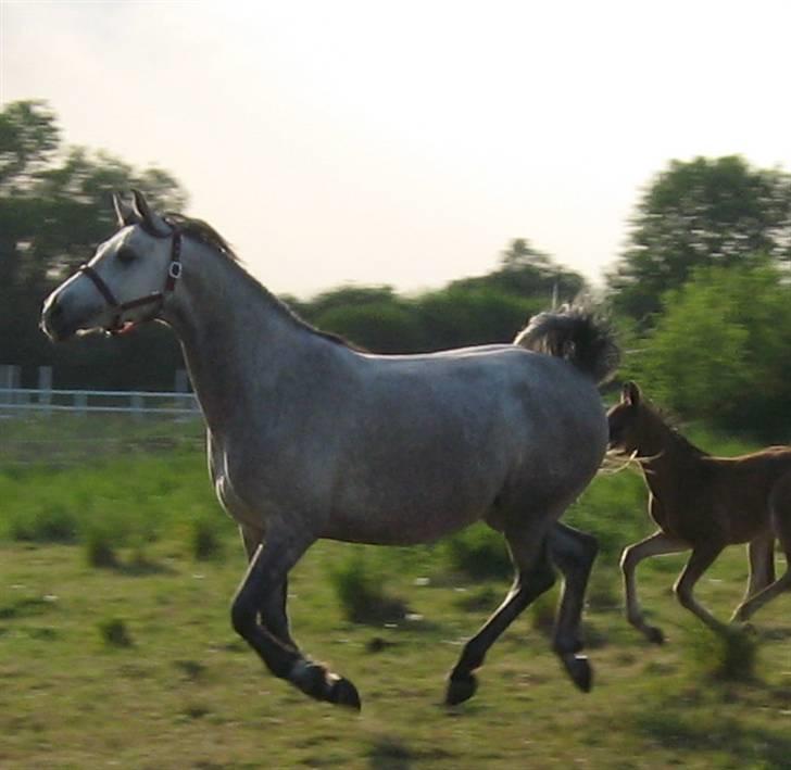 Shagya Araber (SH) DD Aisha Rose (SOLGT) - DD Aisha Rose i galop billede 4