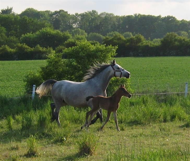 Shagya Araber (SH) DD Aisha Rose (SOLGT) billede 5