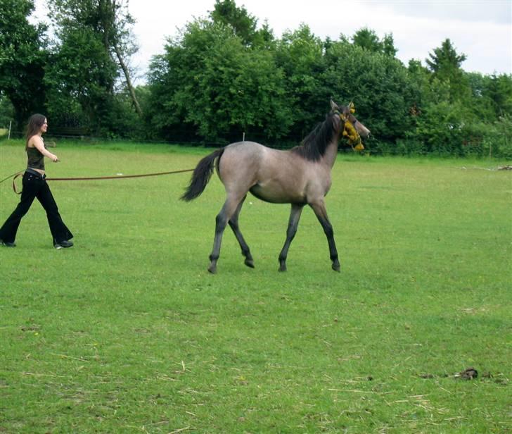 Shagya Araber (SH) DD Aisha Rose (SOLGT) - DD Aisha Rose i longe billede 6