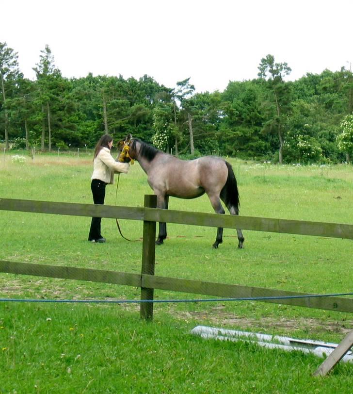 Shagya Araber (SH) DD Aisha Rose (SOLGT) - træning billede 7