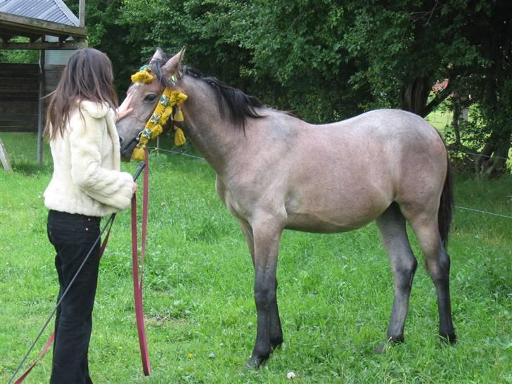 Shagya Araber (SH) DD Aisha Rose (SOLGT) - hun har været dygtig billede 8