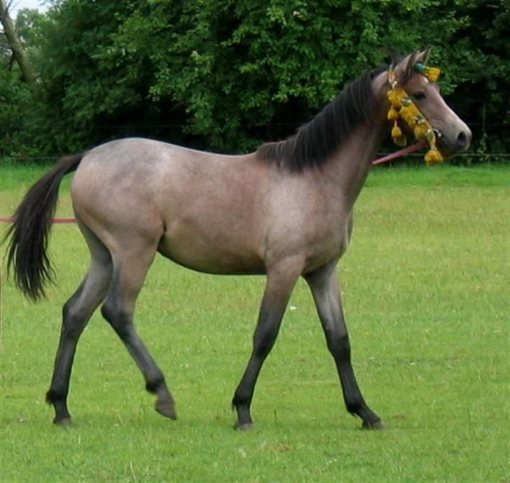 Shagya Araber (SH) DD Aisha Rose (SOLGT) - træning billede 9