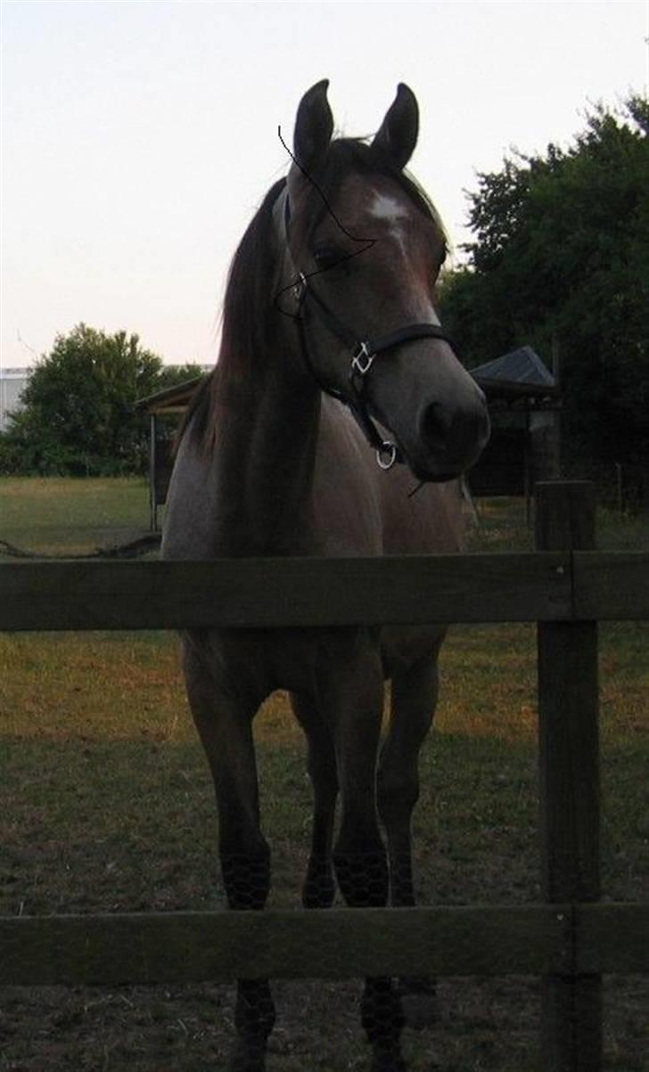 Shagya Araber (SH) DD Aisha Rose (SOLGT) billede 10