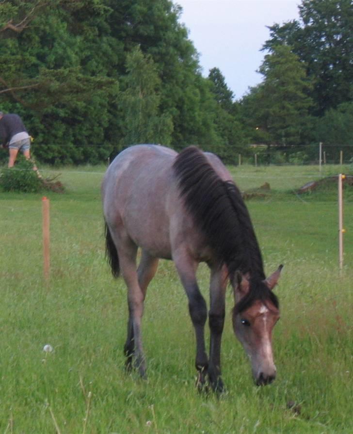 Shagya Araber (SH) DD Aisha Rose (SOLGT) billede 11