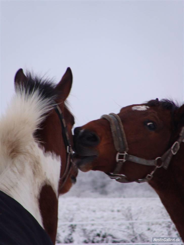 Anden særlig race Bakkelys Aladin solgt billede 20