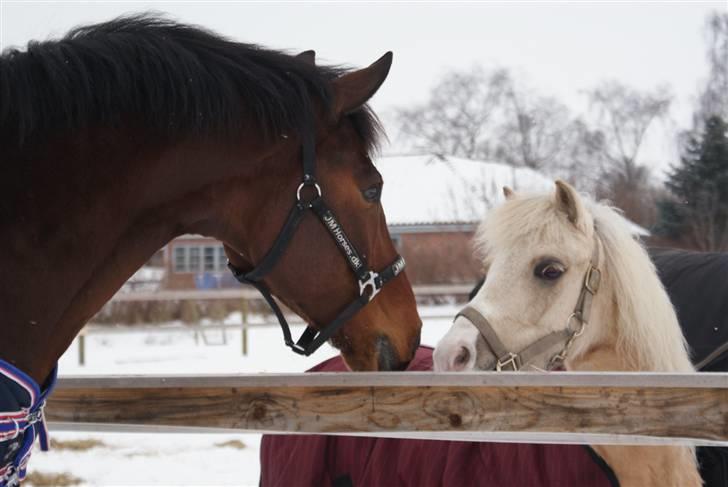 Svensk Varmblod Valdemar W - Februar 2010. billede 2