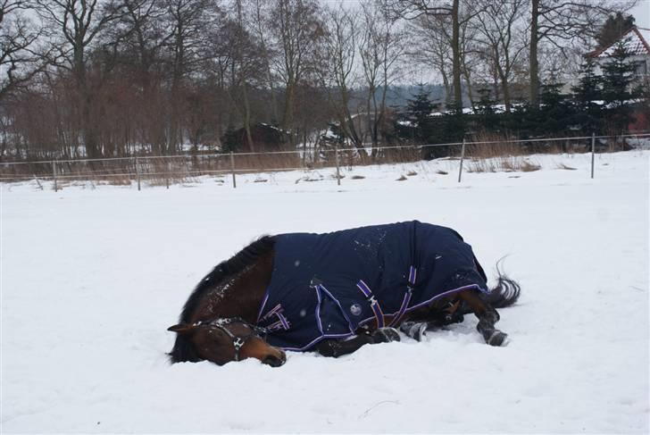 Svensk Varmblod Valdemar W - Februar 2010. billede 3