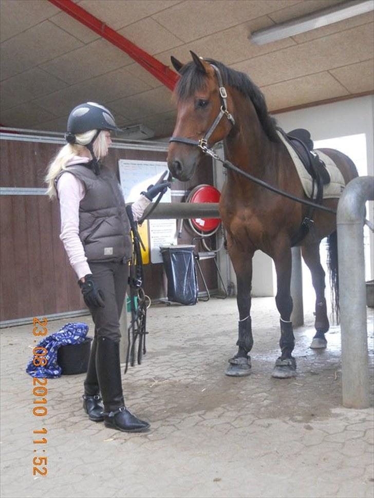 Svensk Varmblod Valdemar W - Valdemar W. Hansenberg (Kolding) Aug 2010. billede 4