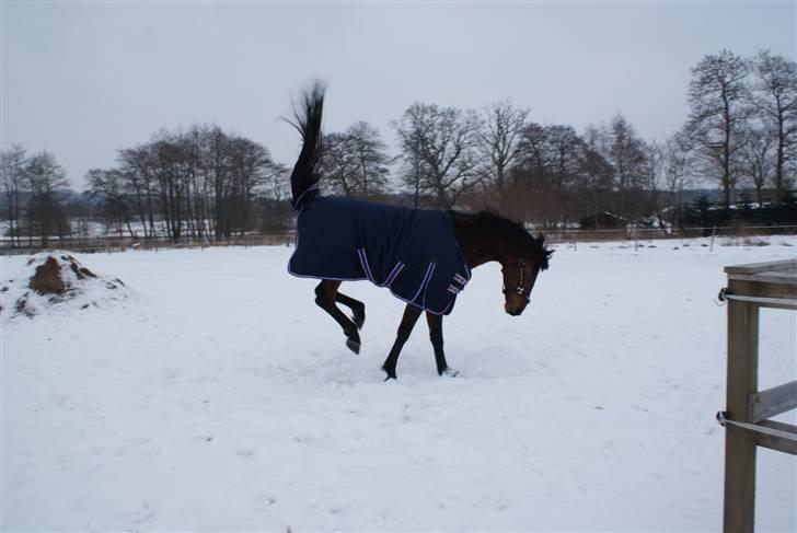 Svensk Varmblod Valdemar W - Februar 2010. billede 5