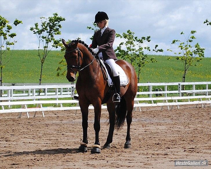 Svensk Varmblod Valdemar W - lindegaardensrideklub 2010. Foto:Rikke Bech Hansen billede 8