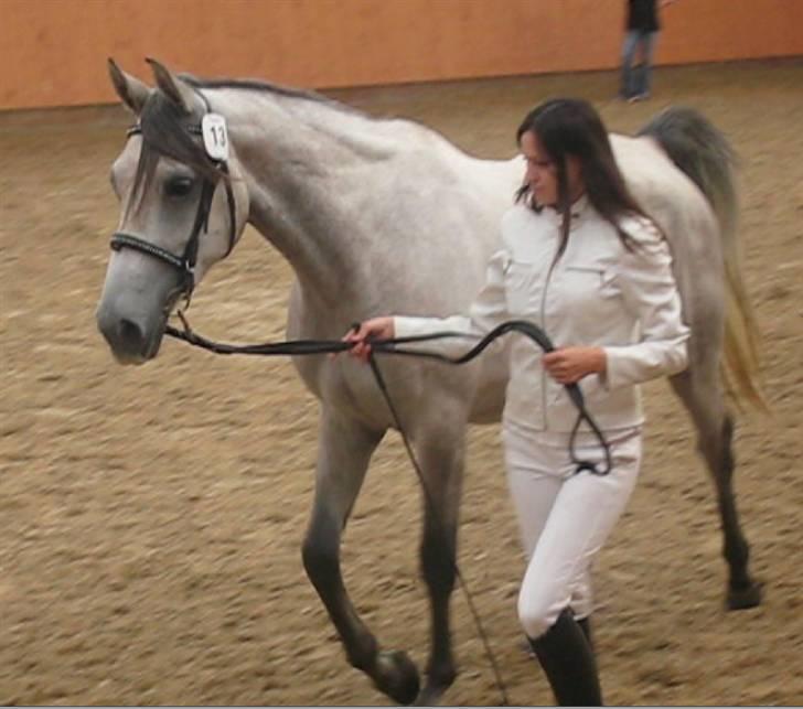 Shagya Araber (SH) DD Aisha Rose (SOLGT) billede 13