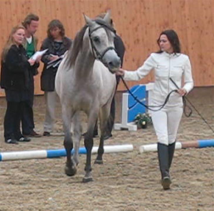 Shagya Araber (SH) DD Aisha Rose (SOLGT) billede 15