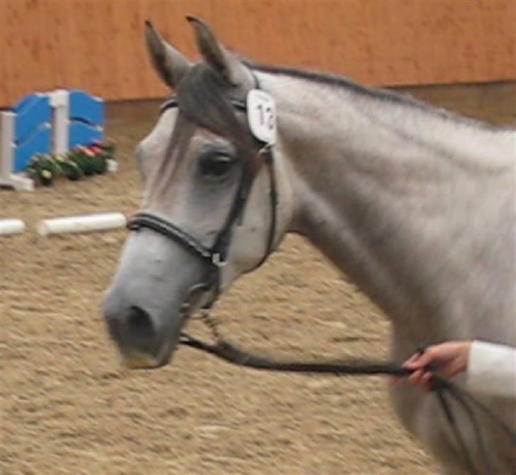 Shagya Araber (SH) DD Aisha Rose (SOLGT) billede 16