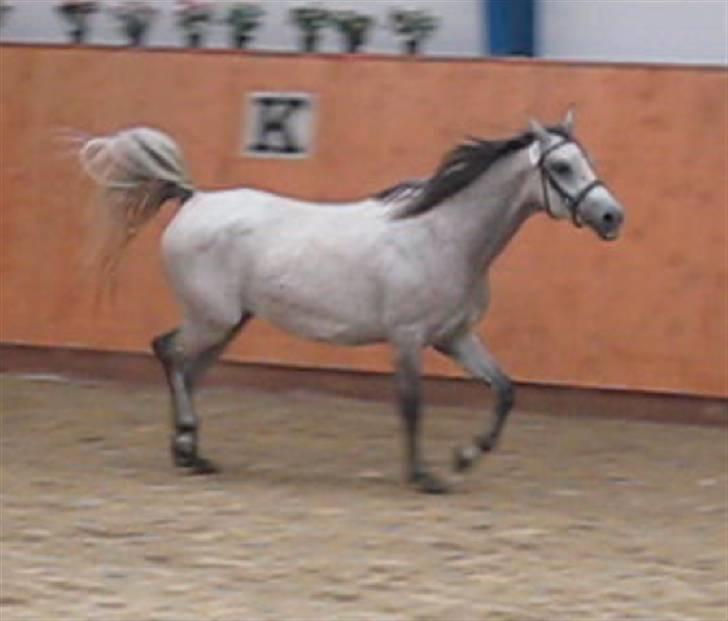 Shagya Araber (SH) DD Aisha Rose (SOLGT) billede 17