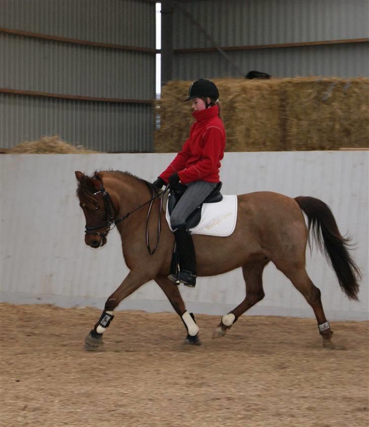 DSP Moonlight Dancer billede 17