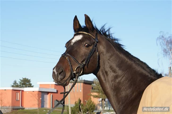 Anden særlig race Cougar(R.I.P.-22/4-11) - Chamør ;) billede 11