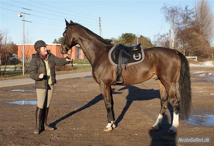 Anden særlig race Cougar(R.I.P.-22/4-11) - Opstilling billede 14