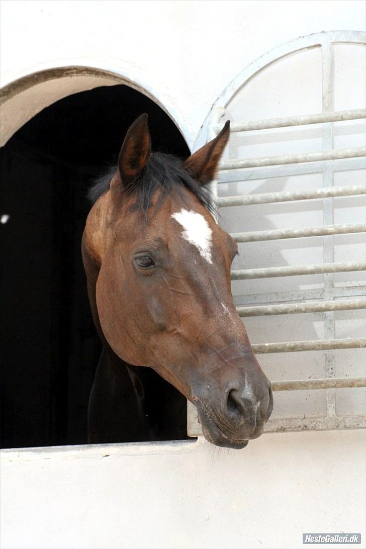 Anden særlig race Cougar(R.I.P.-22/4-11) - Så smuk.  billede 16