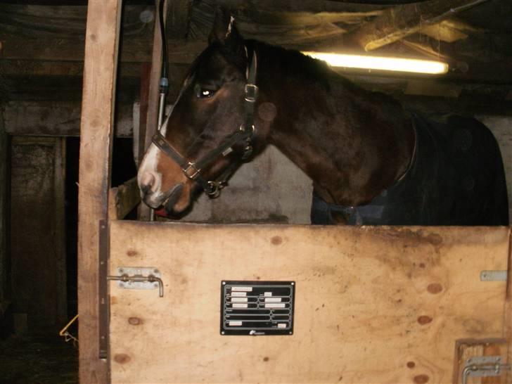 Dansk Varmblod bogart billede 2