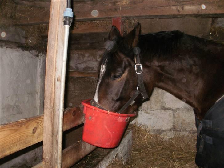 Dansk Varmblod bogart billede 3